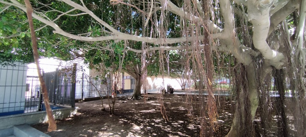 Foto: Lianas - Cádiz (Andalucía), España