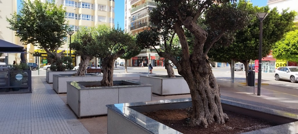 Foto: Olivos centenarios - Cádiz (Andalucía), España