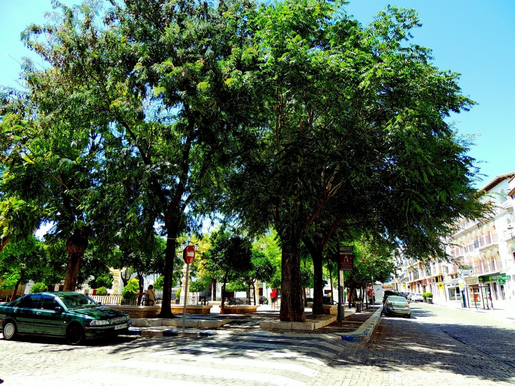 Foto: Plaza Mayor - Osuna (Sevilla), España