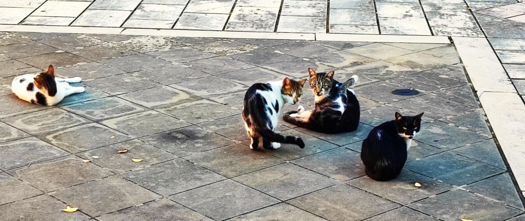 Foto: Πλατεία Κωνσταντίνου Παλαιολόγου - Corfú (Ionian Islands), Grecia