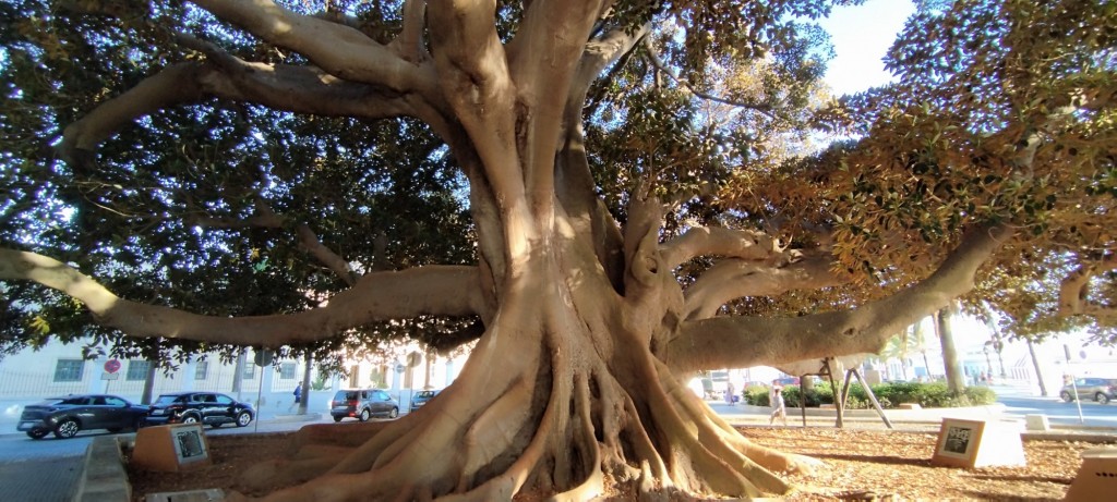 Foto: Ficus de Avenida Duque de Nájera, 118 años - Cádiz (Andalucía), España