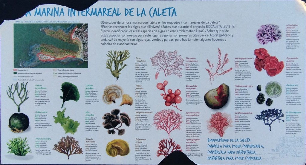 Foto: Flora Marina Intermareal de la Caleta - Cádiz (Andalucía), España