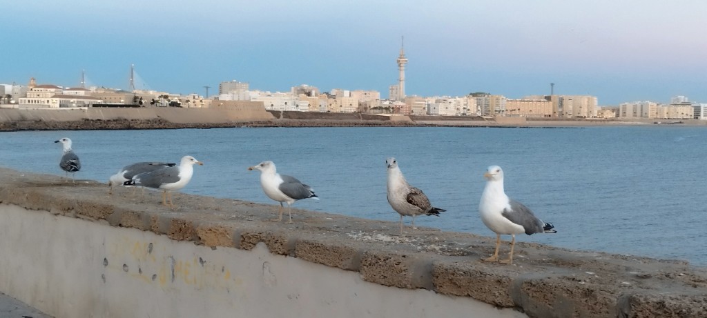 Foto: Gaviotas Patiamarillas - Cádiz (Andalucía), España