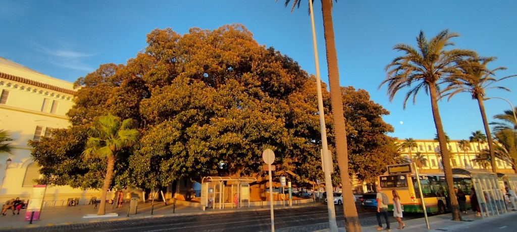 Foto: Centenarios Ficos del Mora - Cádiz (Andalucía), España
