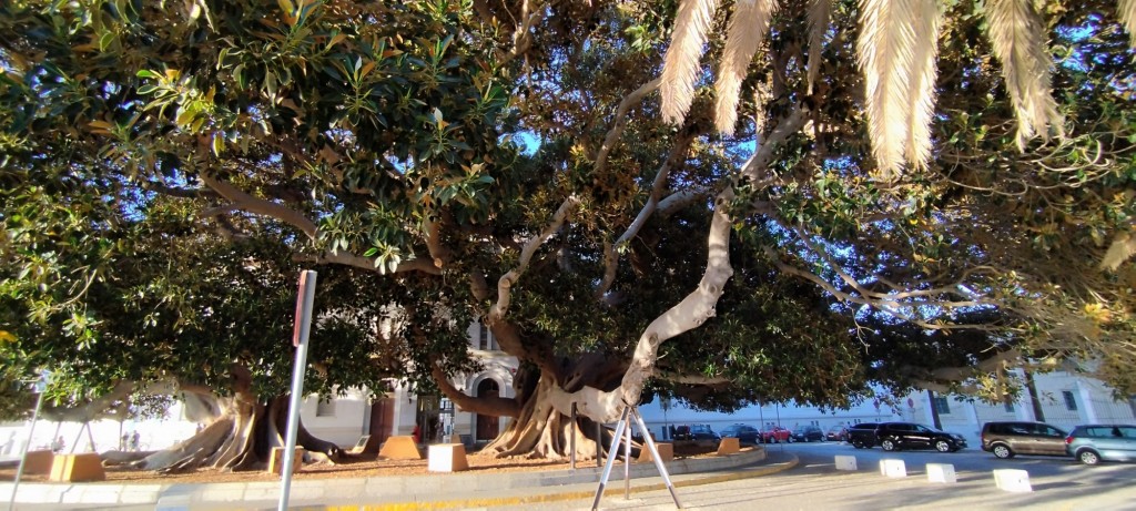 Foto: Glorieta Carlos Cano - Cádiz (Andalucía), España