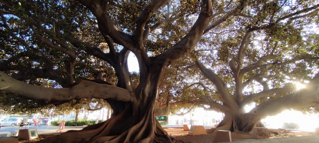 Foto: Ficus del Mora - Cádiz (Andalucía), España