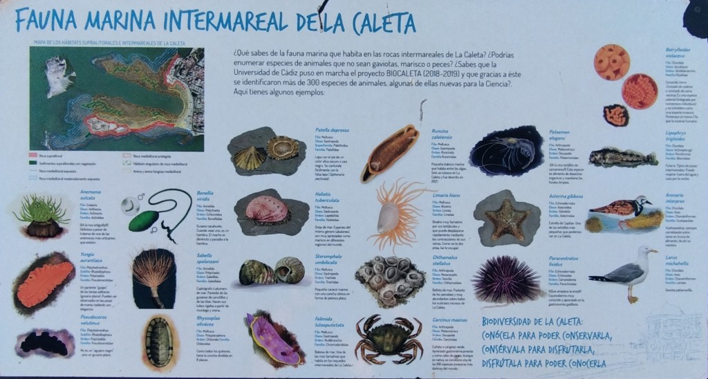 Foto: Fauna Marina Intermareal de la Caleta - Cádiz (Andalucía), España