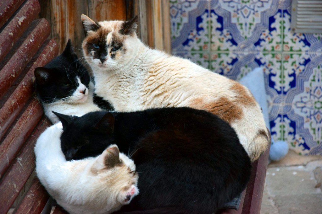 Foto de Almuñecar (Granada), España