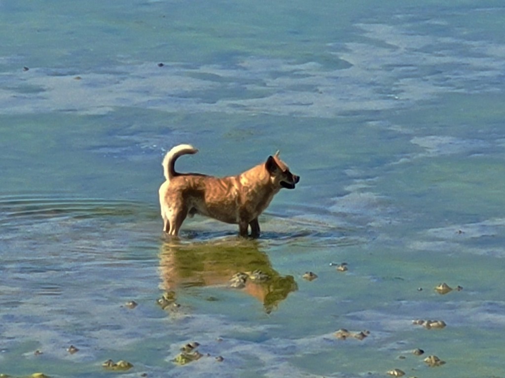 Foto: Perrito - Isla de Arosa (Pontevedra), España