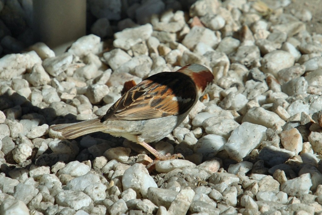 Foto: Pajarito - Combarro (Pontevedra), España