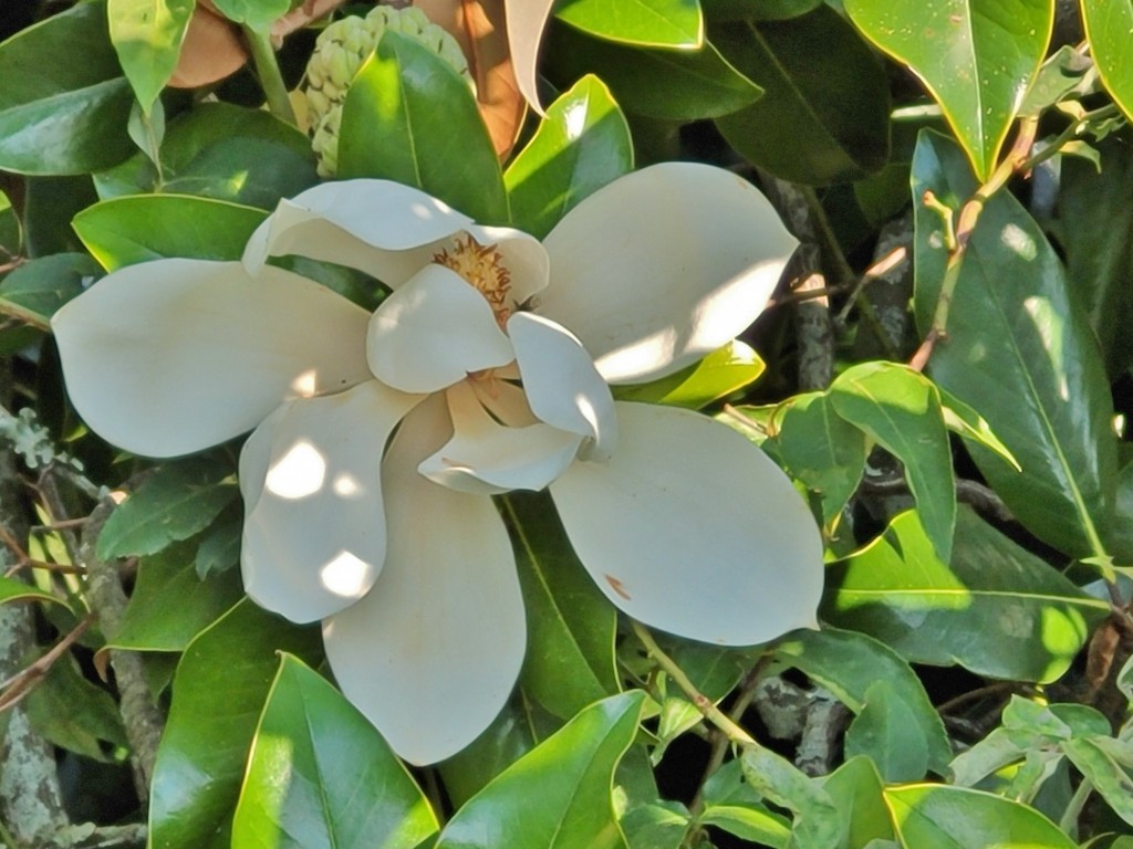 Foto: Pazo de Fafiñáns - Cambados (Pontevedra), España