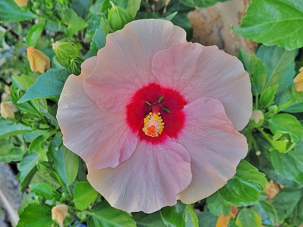 Foto: Flor - Cambados (Pontevedra), España