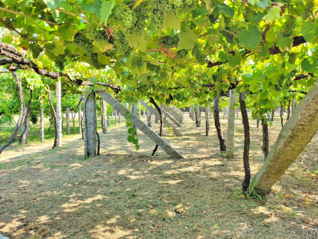 Foto: Pazo de Fafiñáns - Cambados (Pontevedra), España
