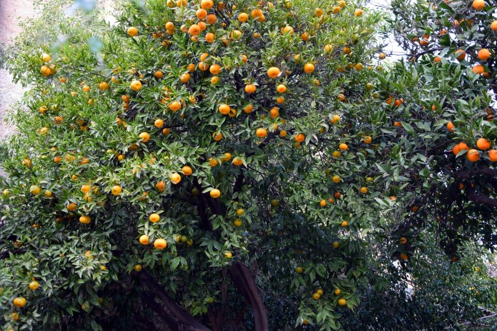 Foto: Mandarinas - Órgiva (Granada), España