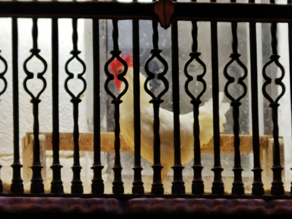 Foto: Catedral - Santo Domingo de la Calzada (La Rioja), España