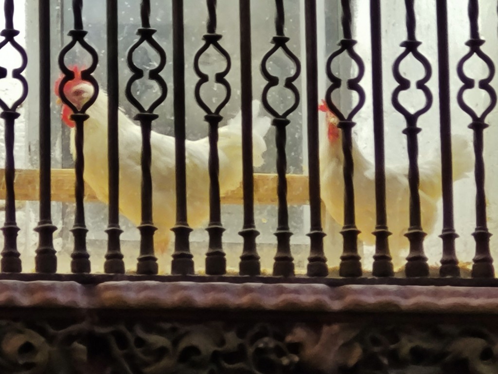 Foto: Catedral - Santo Domingo de la Calzada (La Rioja), España