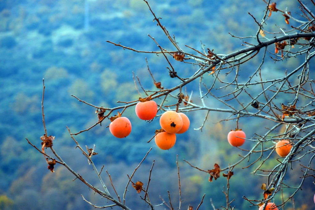Foto: Persimon o Caquis - Pampaneira (Granada), España