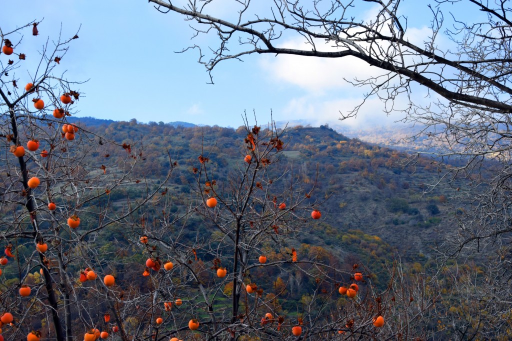 Foto: Persimon o Caquis - Pampaneira (Granada), España