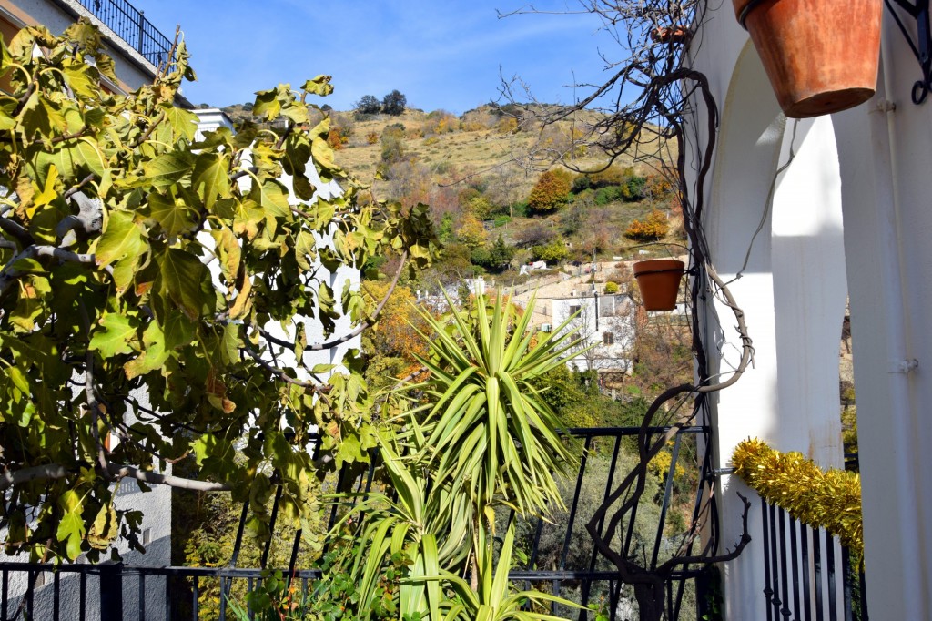 Foto: Higueras y palmas - Soportujar (Granada), España