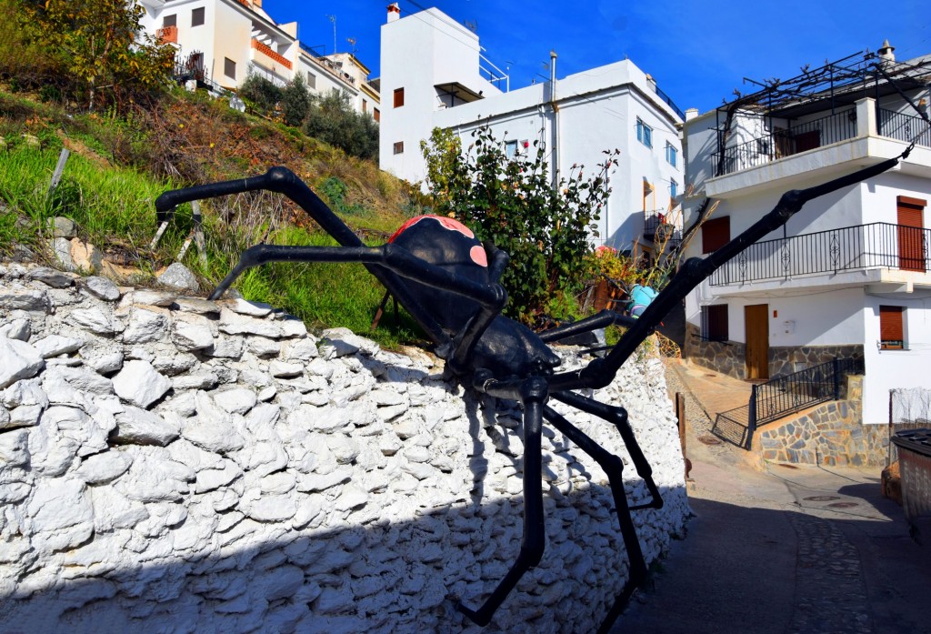 Foto: Araña tejedora de sueños - Soportujar (Granada), España