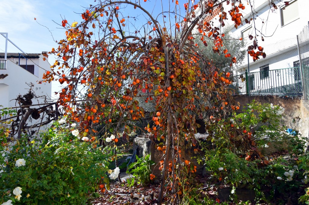 Foto: Un huerto con Persimon - Soportujar (Granada), España