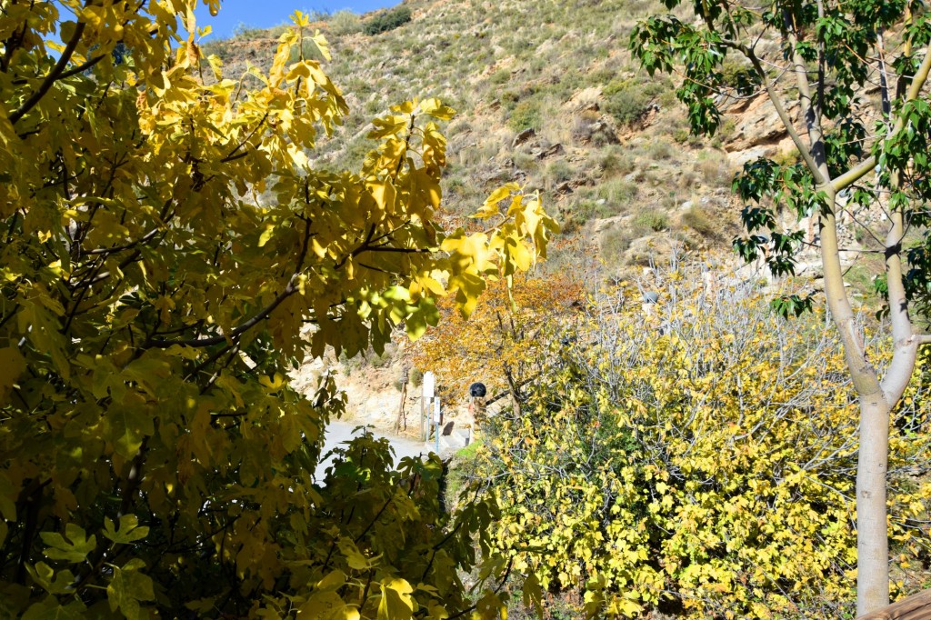 Foto: Vegetación frondosa - Soportujar (Granada), España