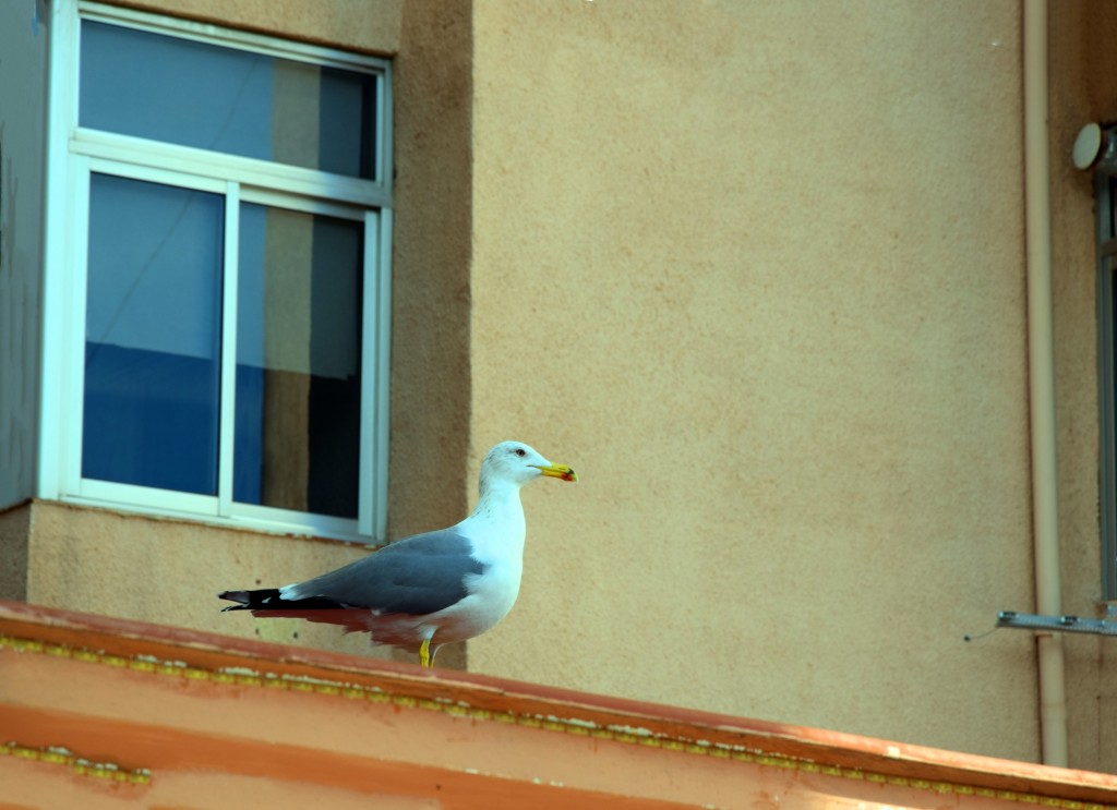 Foto de Almuñecar (Granada), España