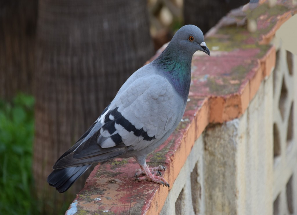 Foto: Otro Almuñequeño - Almuñecar (Granada), España