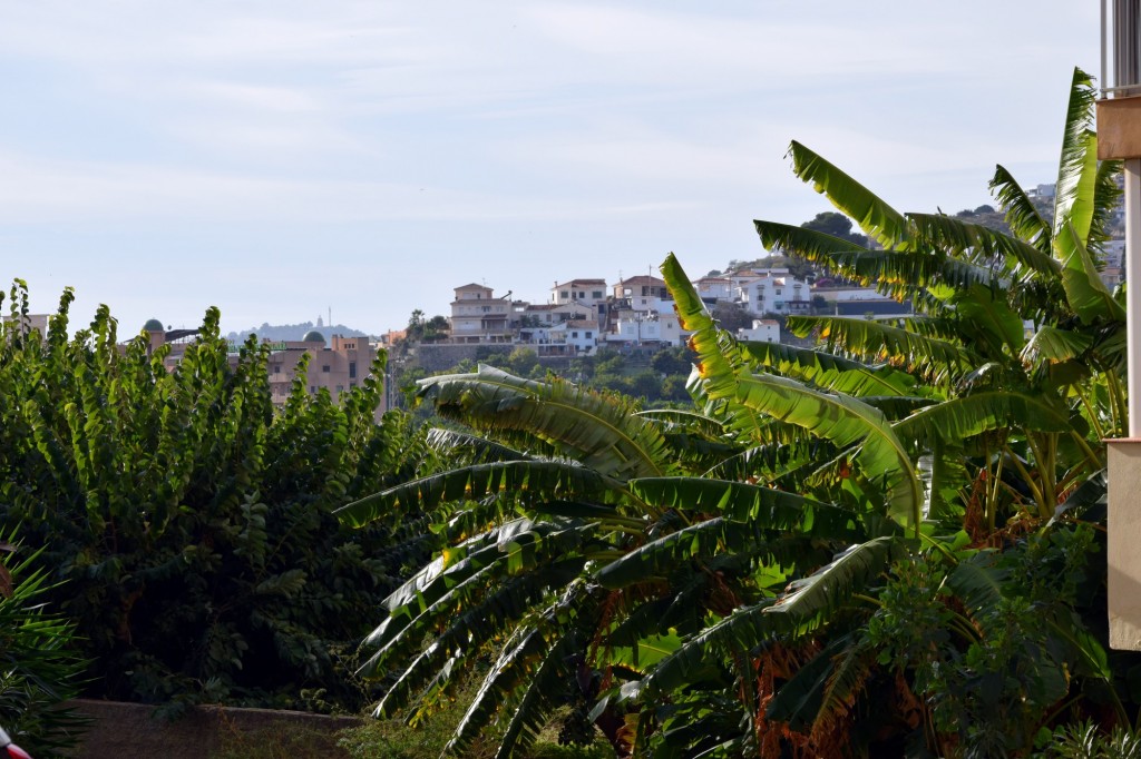 Foto: Plataneras - Almuñecar (Granada), España