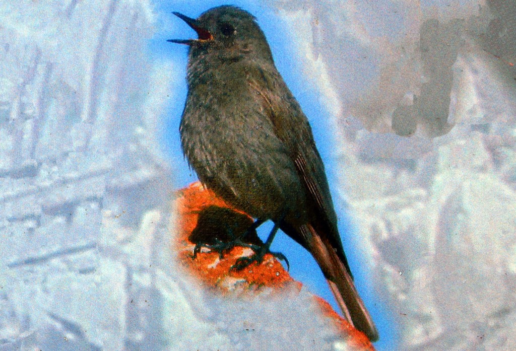 Foto: Colirrojo tizón - Montejaque (Málaga), España