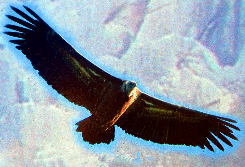 Foto: Buitre leonado - Montejaque (Málaga), España