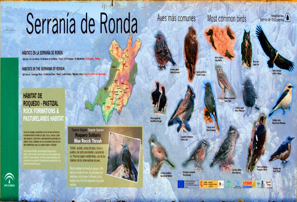 Foto: Habitat de las aves de esta zona - Montejaque (Málaga), España