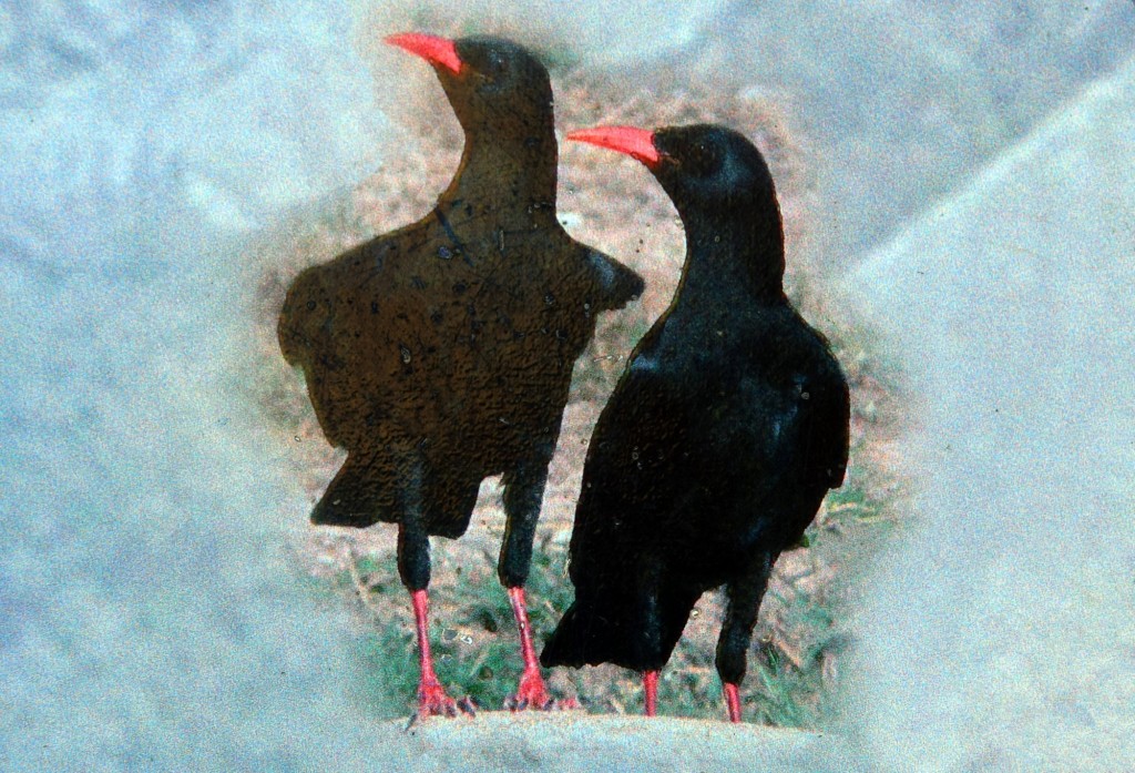 Foto: Chova piquirroja - Montejaque (Málaga), España