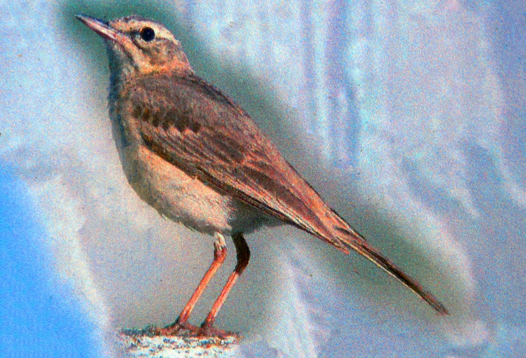 Foto: Bisbita campestre - Montejaque (Málaga), España