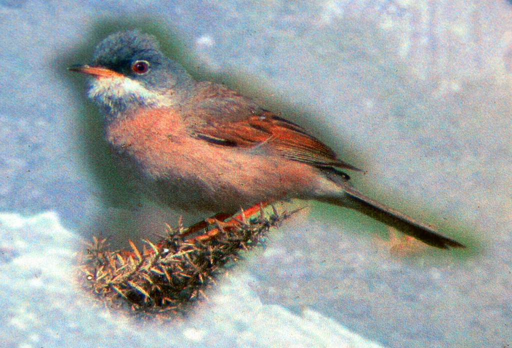 Foto: Curruca tomillera - Montejaque (Málaga), España
