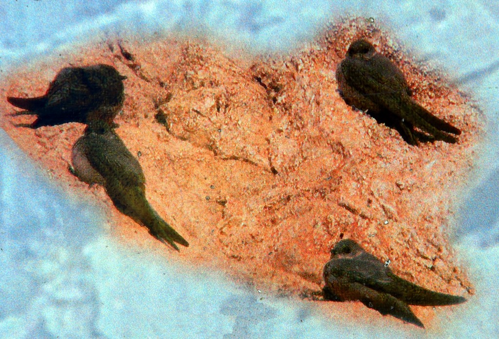 Foto: Avión roquero - Montejaque (Málaga), España