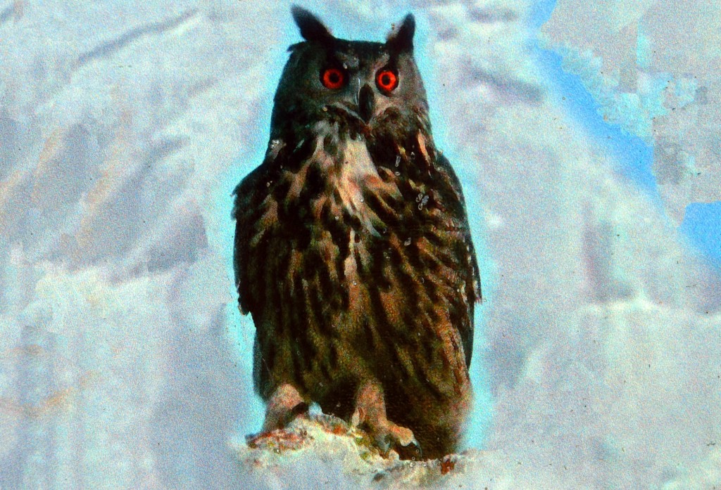 Foto: Buho real - Montejaque (Málaga), España