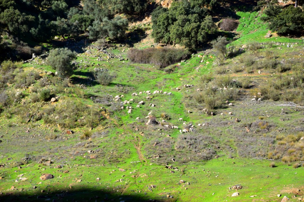 Foto: Sistema Hundidero - Gato y Presa de los Caballeros - Montejaque (Málaga), España