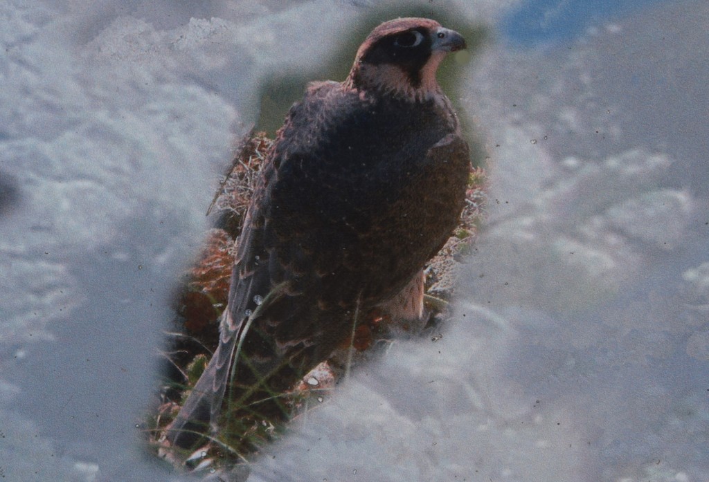Foto: Halcón peregrino - Montejaque (Málaga), España