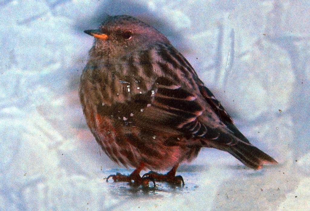 Foto: Acentor  alpino - Montejaque (Málaga), España