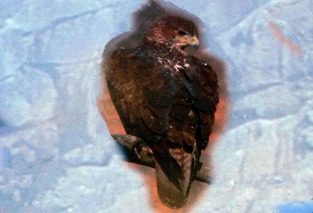 Foto: Águila perdicera - Montejaque (Málaga), España