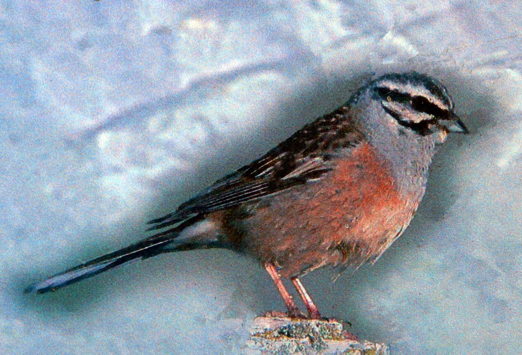 Foto: Escribano montesino - Montejaque (Málaga), España
