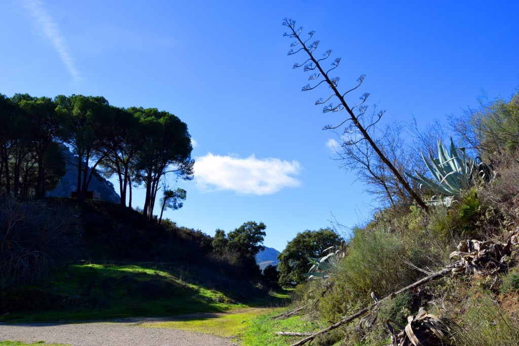 Foto: Sistema Hundidero - Gato y Presa de los Caballeros - Montejaque (Málaga), España