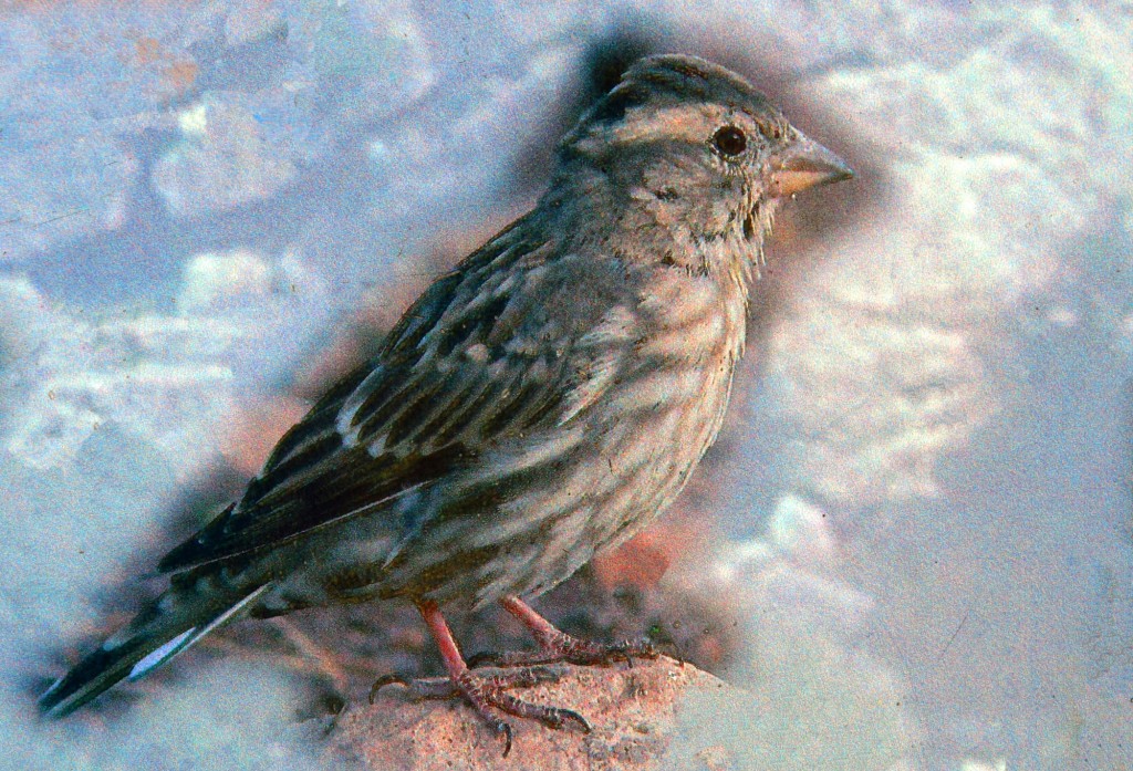 Foto: Gorrión chillón - Montejaque (Málaga), España