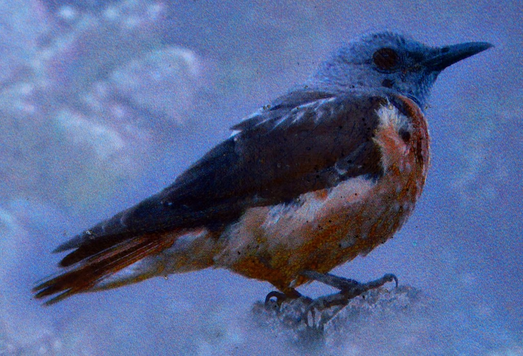 Foto: Roquero rojo - Montejaque (Málaga), España