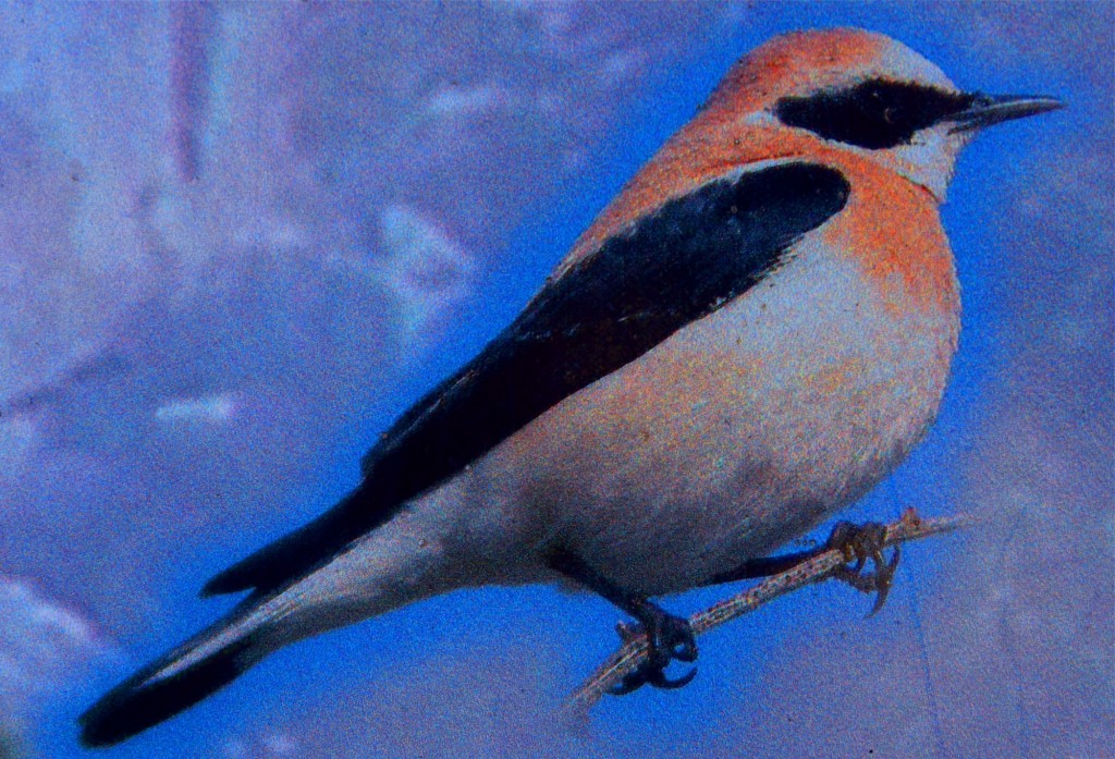 Foto: Collalba rubia - Montejaque (Málaga), España