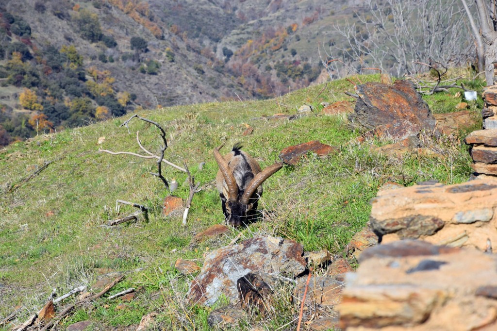 Foto: Camino del río - Bubión (Granada), España