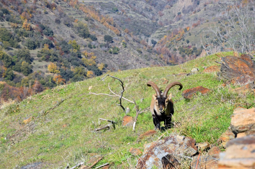 Foto de Bubión (Granada), España