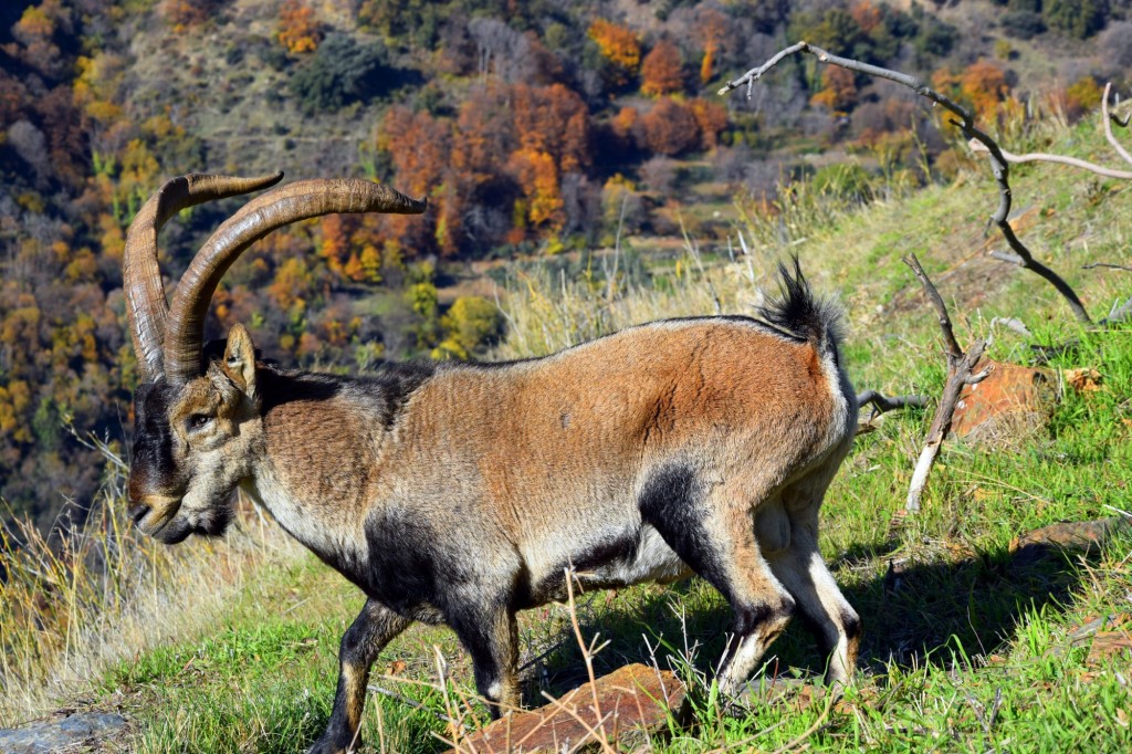 Foto: Cabra Montés - Bubión (Granada), España