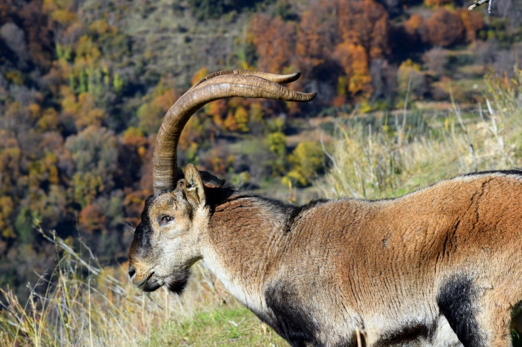 Foto: Capra pyrenaica - Bubión (Granada), España